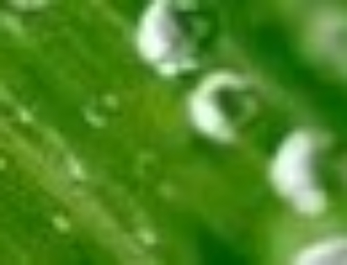 EL ORGULLO DE SER UNA PYME